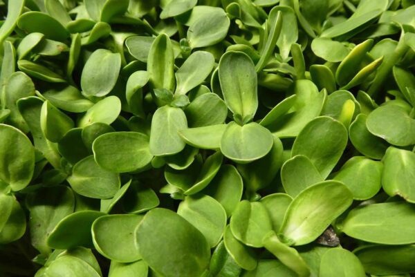 Sunflower Shoots 85g